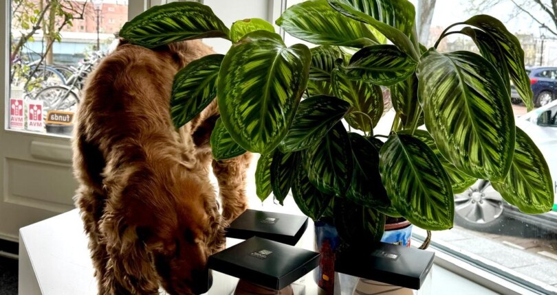 Opening hours during Easter